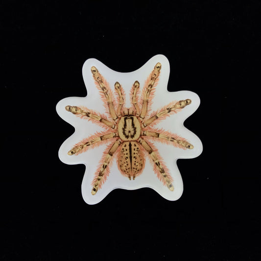 Feather Leg Baboon Tarantula Acrylic Magnet Enclosure Tag (Stromatopelma calceatum) from The Silk Ranch / The Morph Archive