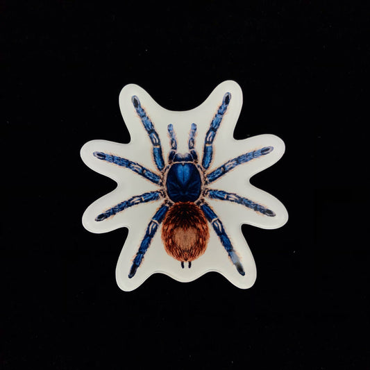 Cobalt Red Rump Tarantula Acrylic Magnet Enclosure Tag (Ewok cyaneolum) from The Silk Ranch / The Morph Archive