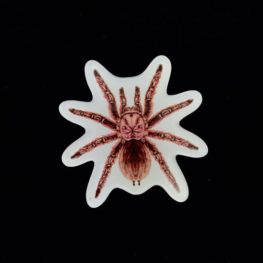 Rose Hair Tarantula Acrylic Magnet Enclosure Tag (Grammostola rosea) from The Silk Ranch / The Morph Archive