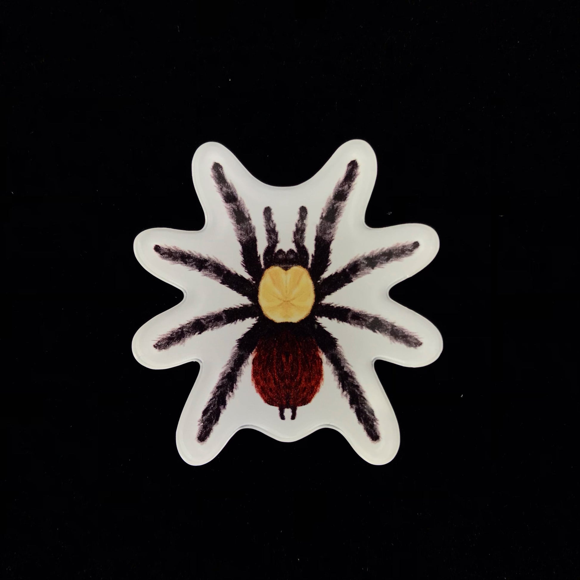 Golden Red Rump Tarantula Acrylic Magnet Enclosure Tag (Brachypelma albiceps) from The Silk Ranch / The Morph Archive