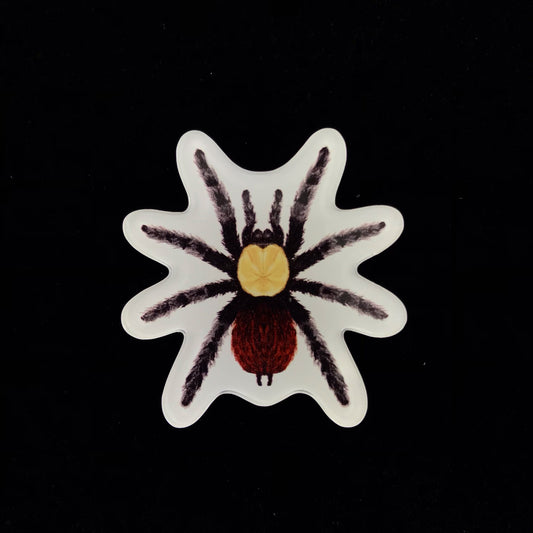 Golden Red Rump Tarantula Acrylic Magnet Enclosure Tag (Brachypelma albiceps) from The Silk Ranch / The Morph Archive