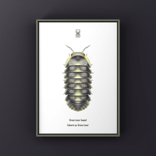 Green Laser Isopod (Cubaris sp. Green Laser) Art Print from The Silk Ranch