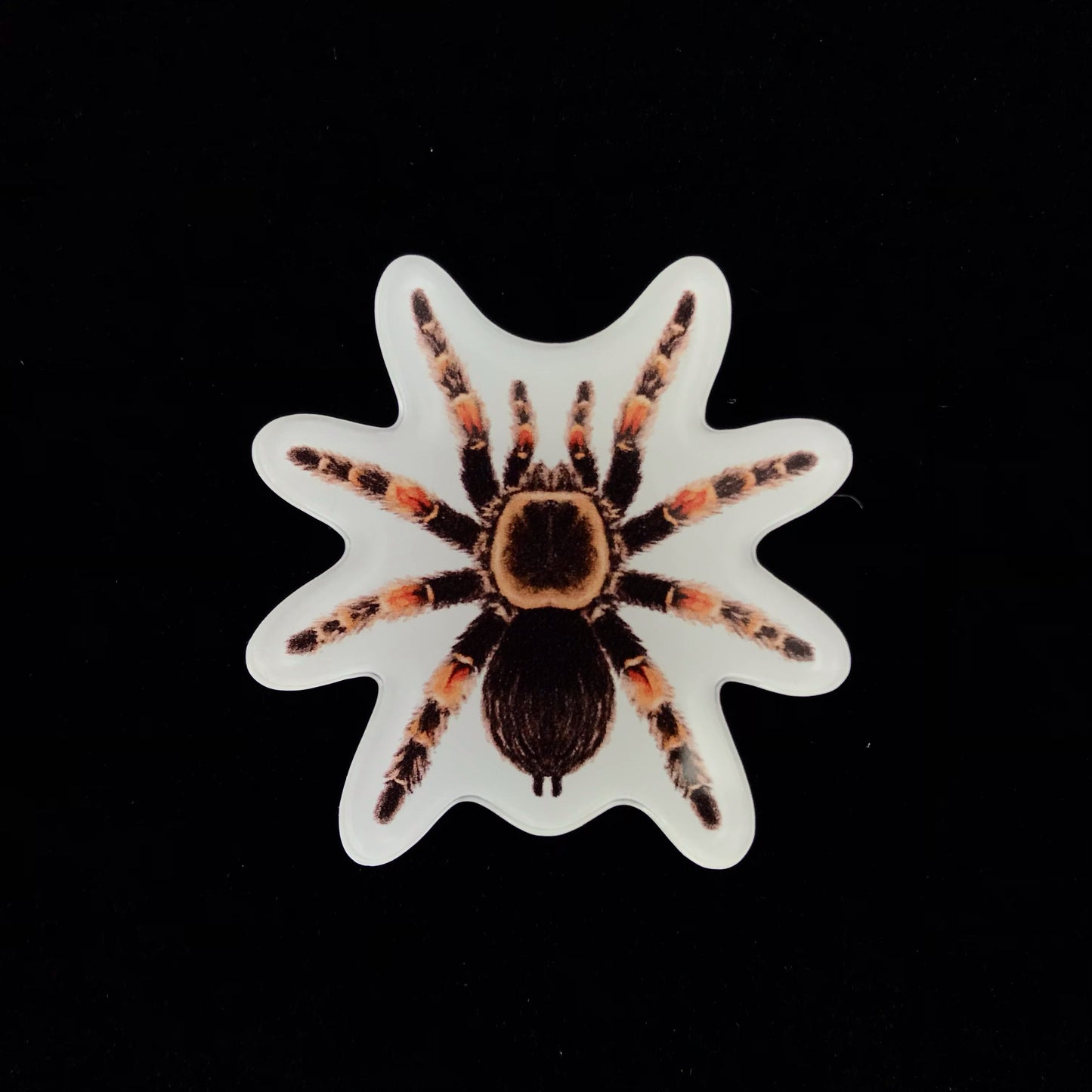 Mexican Red Knee Tarantula Acrylic Magnet Enclosure Tag (Brachypelma hamorii) from The Silk Ranch / The Morph Archive