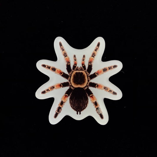 Mexican Red Knee Tarantula Acrylic Magnet Enclosure Tag (Brachypelma hamorii) from The Silk Ranch / The Morph Archive