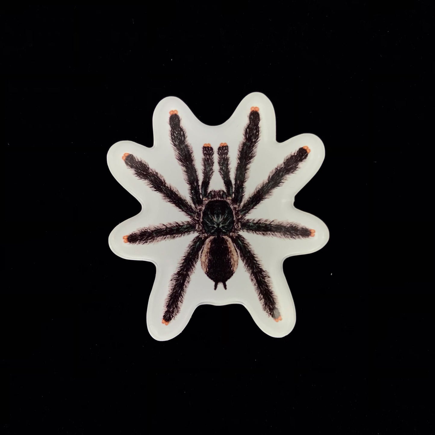 Guyana Pinktoe Tarantula Acrylic Magnet Enclosure Tag (Avicularia avicularia) from The Silk Ranch / The Morph Archive