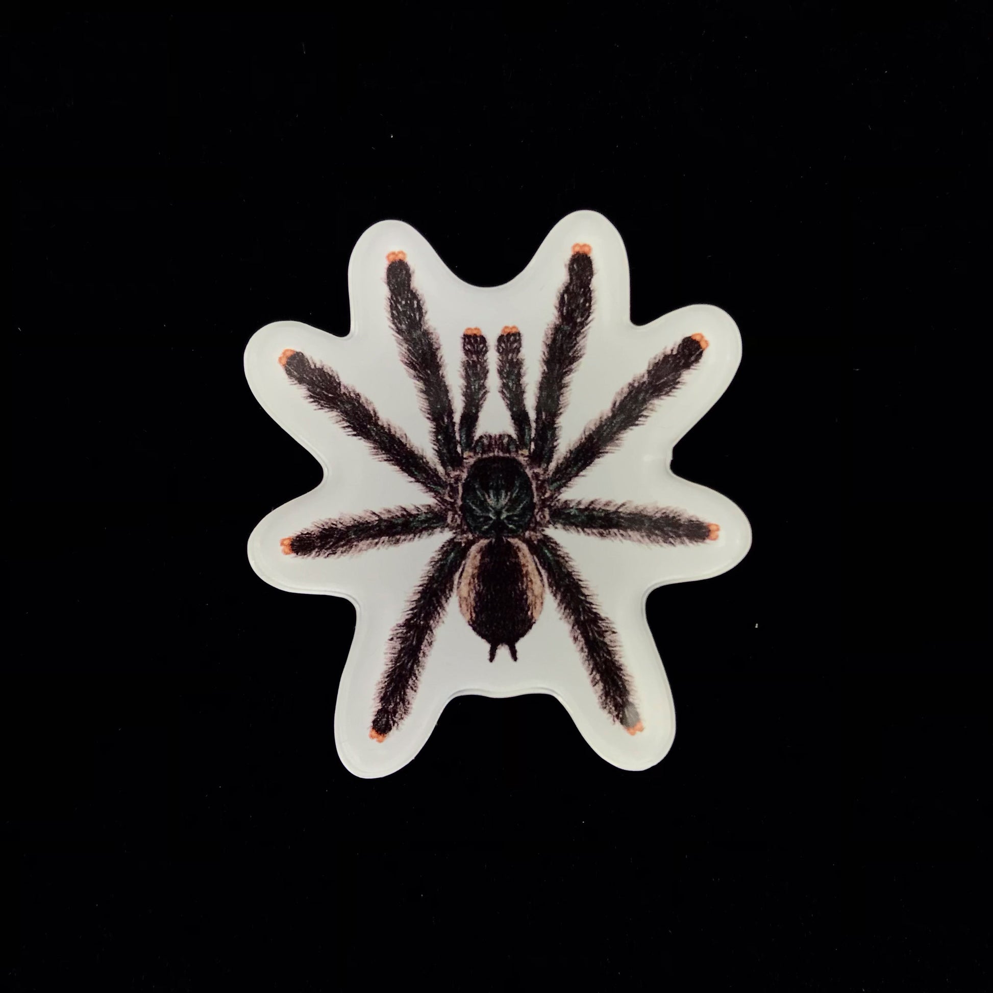 Guyana Pinktoe Tarantula Acrylic Magnet Enclosure Tag (Avicularia avicularia) from The Silk Ranch / The Morph Archive