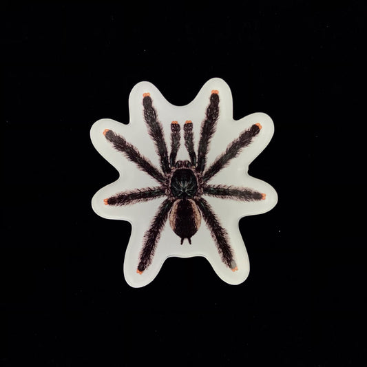Guyana Pinktoe Tarantula Acrylic Magnet Enclosure Tag (Avicularia avicularia) from The Silk Ranch / The Morph Archive