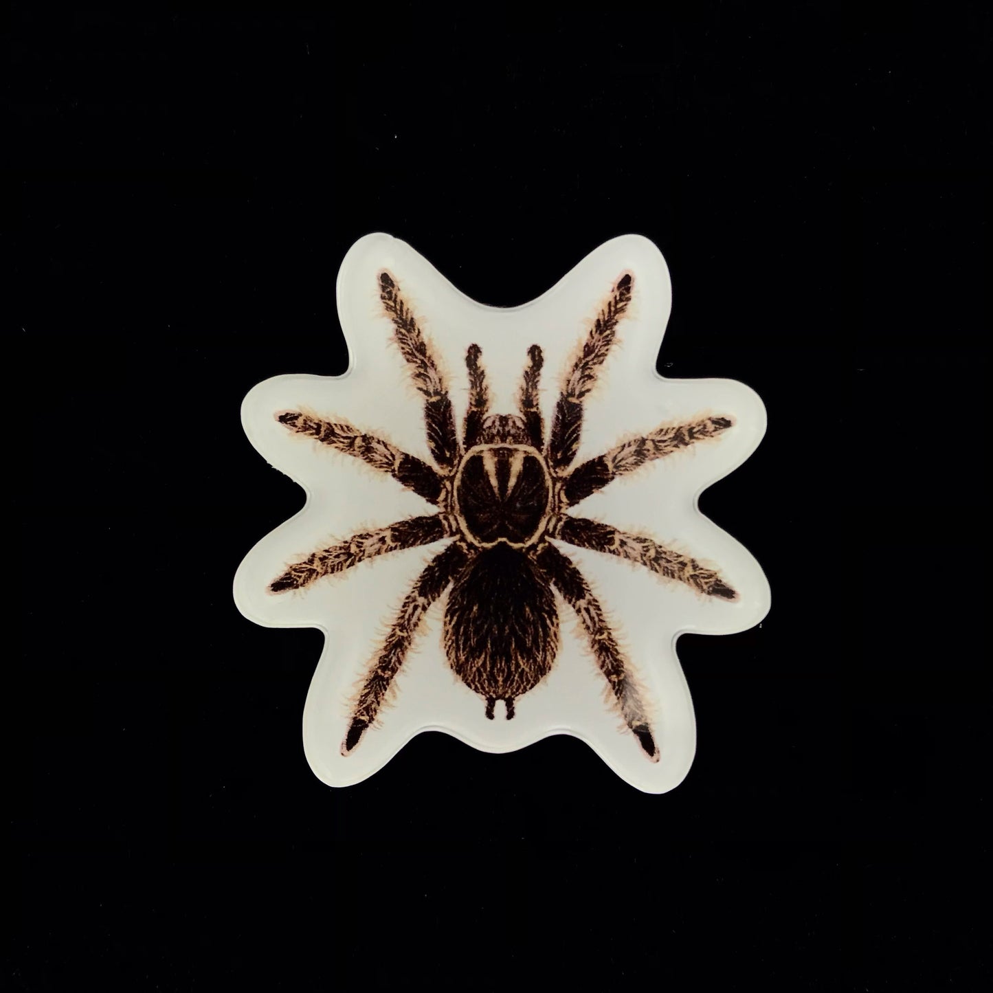 Curly Hair Tarantula Acrylic Magnet Enclosure Tag (Tliltocatl albopilosus) from The Silk Ranch / The Morph Archive