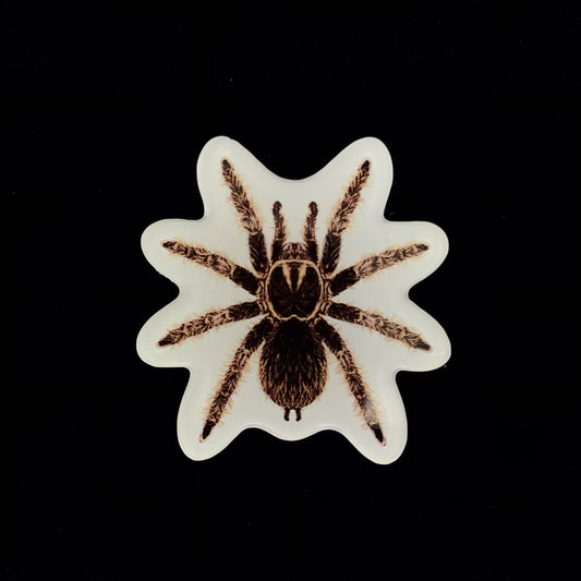 Curly Hair Tarantula Acrylic Magnet Enclosure Tag (Tliltocatl albopilosus) from The Silk Ranch / The Morph Archive