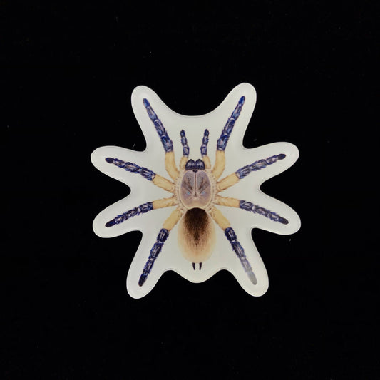 Socotra Island Blue Baboon Tarantula Acrylic Magnet Enclosure Tag (Monocentropus balfouri) from The Silk Ranch / The Morph Archive