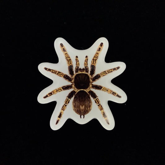 Chaco Golden Knee Tarantula Acrylic Magnet Enclosure Tag (Grammostola pulchripes) from The Silk Ranch / The Morph Archive