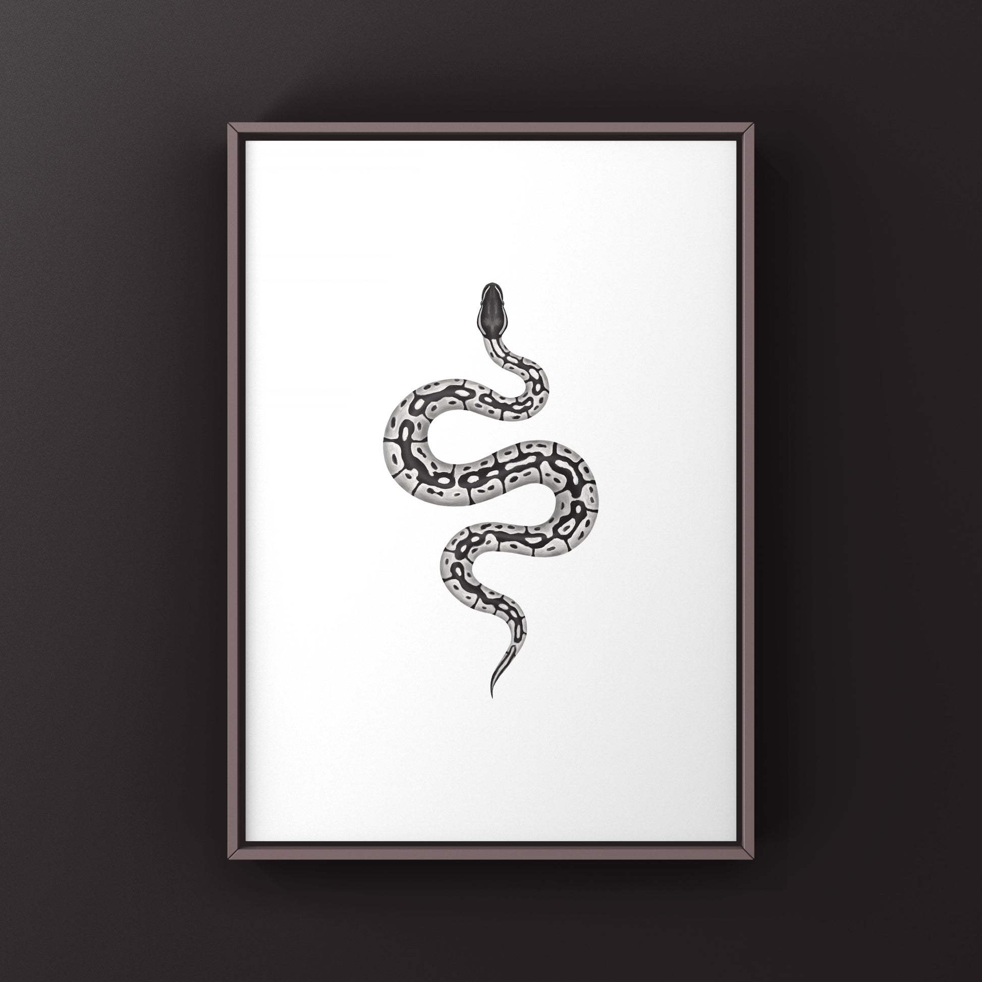 VPI Axanthic Ball Python Art Print from The Silk Ranch