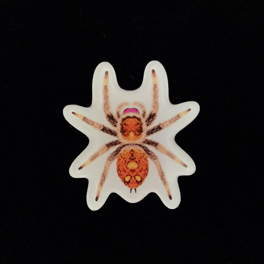 Regal Jumping Spider Acrylic Magnet Enclosure Tag (Phidippus regius) from The Silk Ranch / The Morph Archive