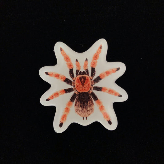 Mexican Fire Leg Tarantula Acrylic Magnet Enclosure Tag (Brachypelma boehmei) from The Silk Ranch / The Morph Archive