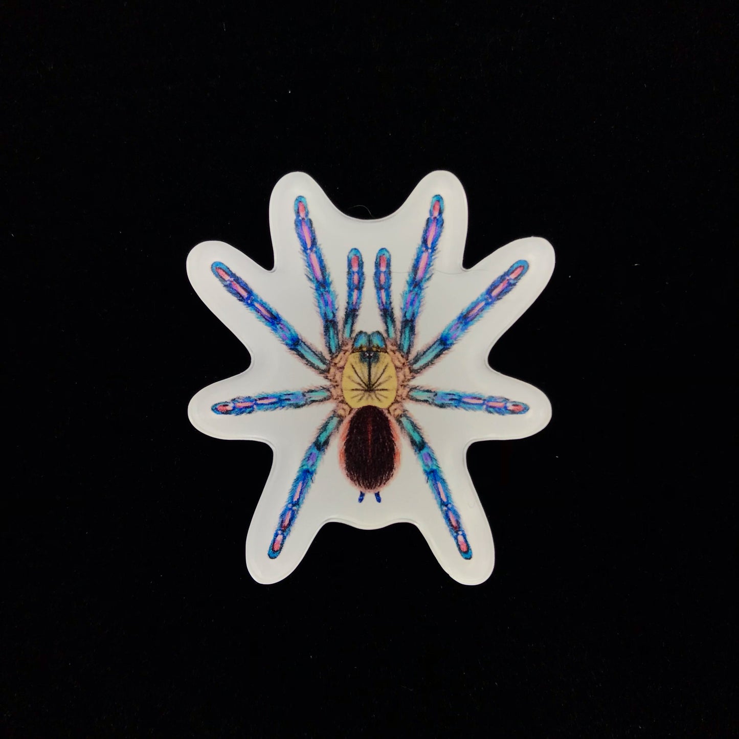Amazon Sapphire Tarantula acrylic magnet enclosure tag by The Silk Ranch for Ybyrapora diversipes spider, with clear label and secure mounting.