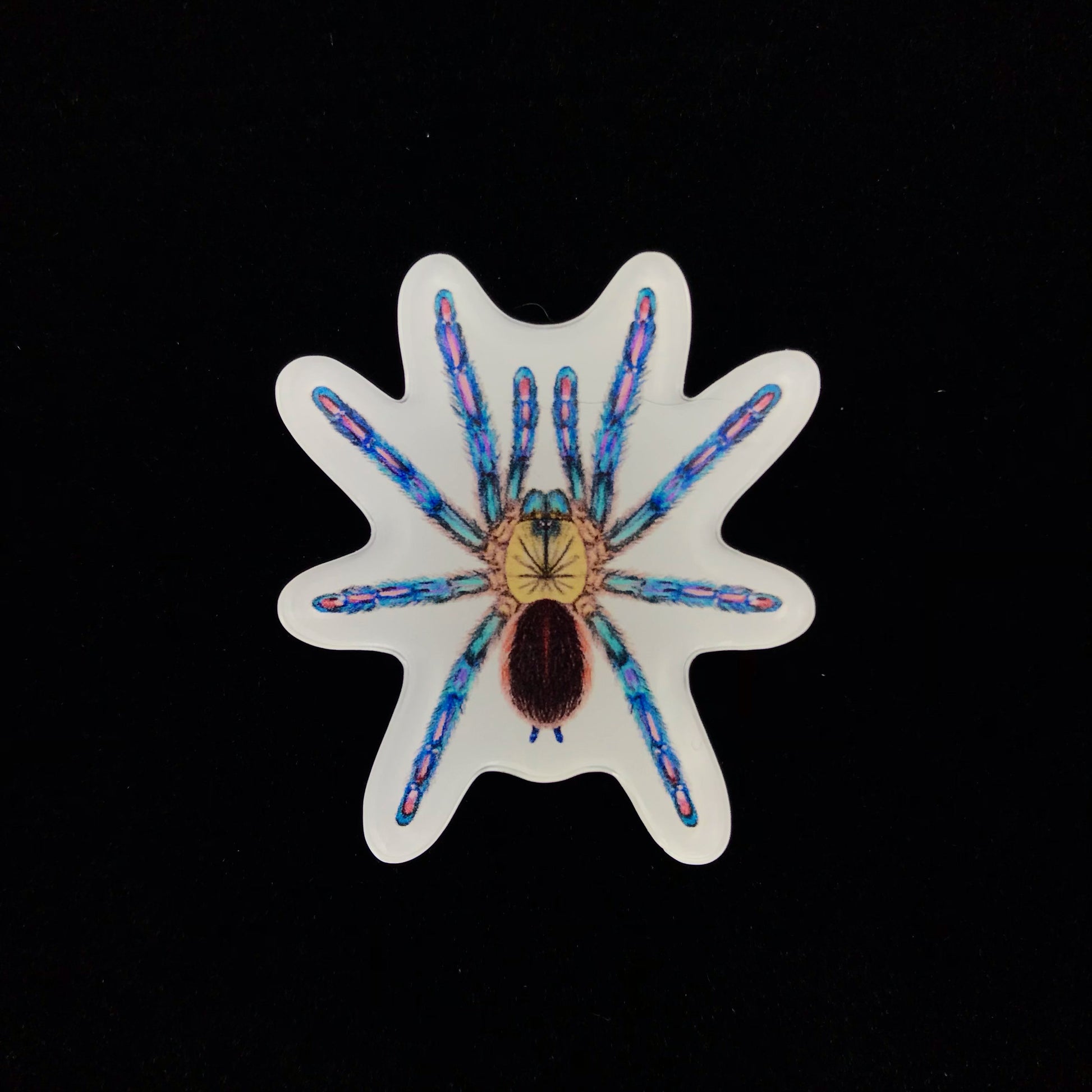 Amazon Sapphire Tarantula acrylic magnet enclosure tag by The Silk Ranch for Ybyrapora diversipes spider, with clear label and secure mounting.