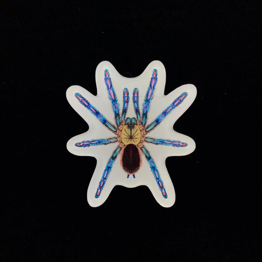 Amazon Sapphire Tarantula Acrylic Magnet Enclosure Tag (Ybyrapora diversipes) from The Silk Ranch / The Morph Archive