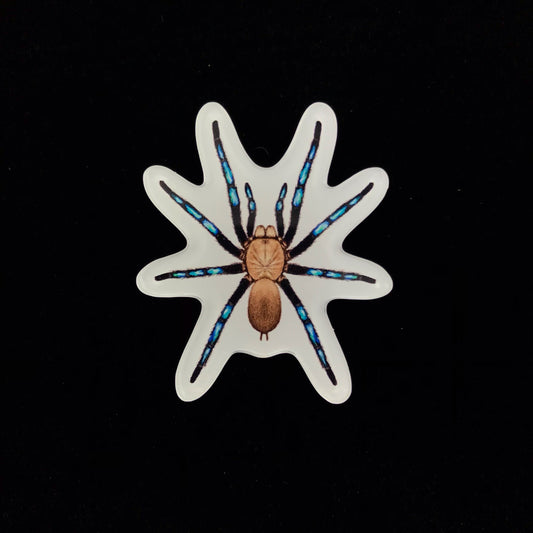 Bornean Neon Blue Leg Tarantula Acrylic Magnet Enclosure Tag (Birupes simoroxigorum) from The Silk Ranch / The Morph Archive