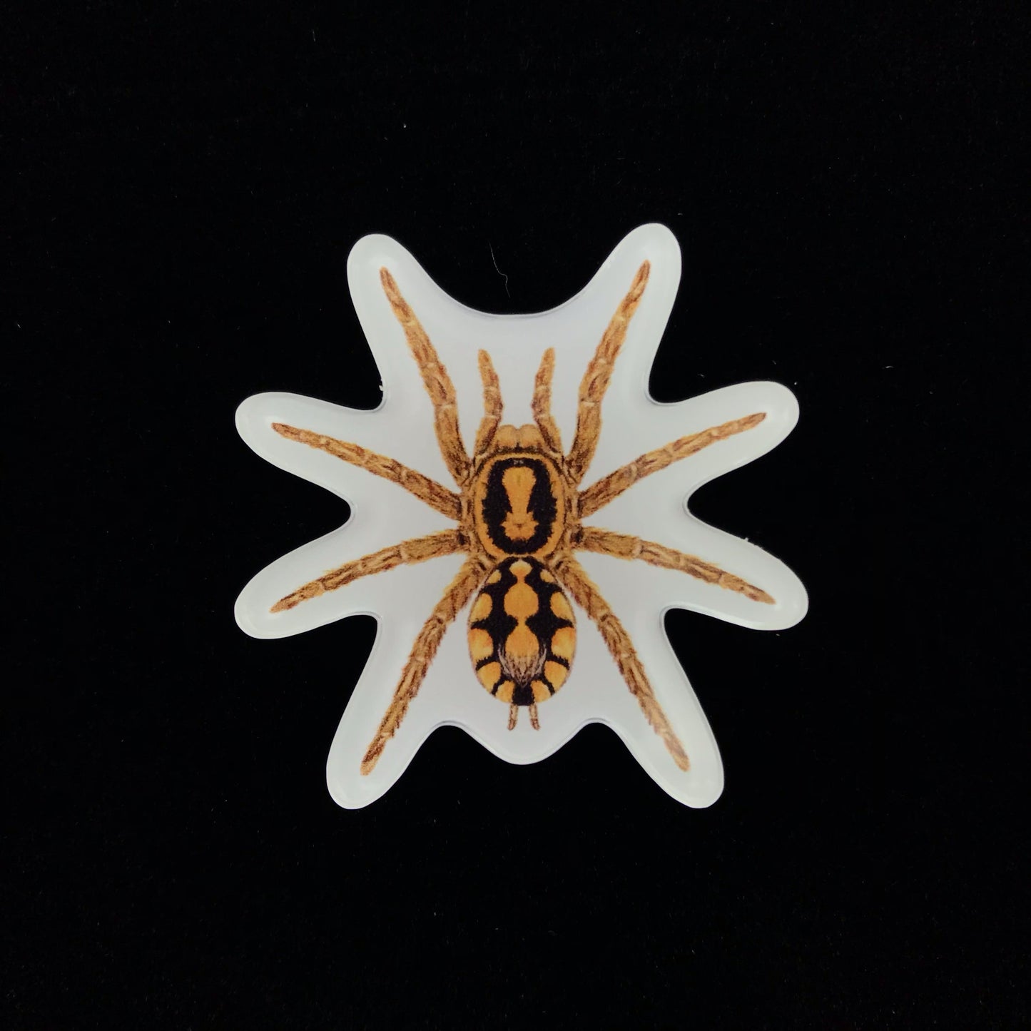 Pumpkin Patch Tarantula Acrylic Magnet Enclosure Tag (Hapalopus formosus) from The Silk Ranch / The Morph Archive
