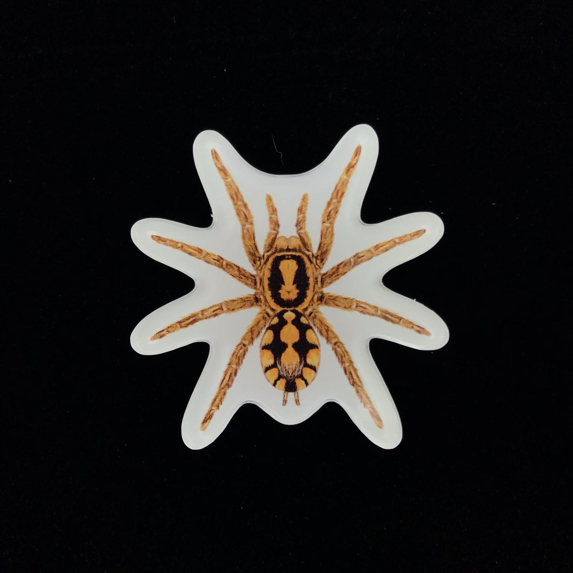 Pumpkin Patch Tarantula Acrylic Magnet Enclosure Tag (Hapalopus formosus) from The Silk Ranch / The Morph Archive