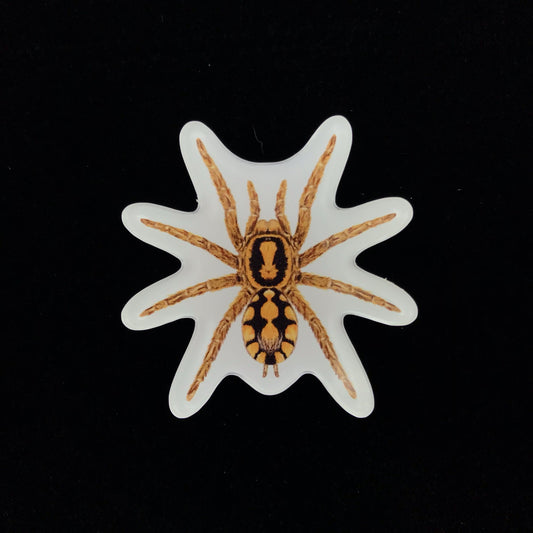 Pumpkin Patch Tarantula Acrylic Magnet Enclosure Tag (Hapalopus formosus) from The Silk Ranch / The Morph Archive