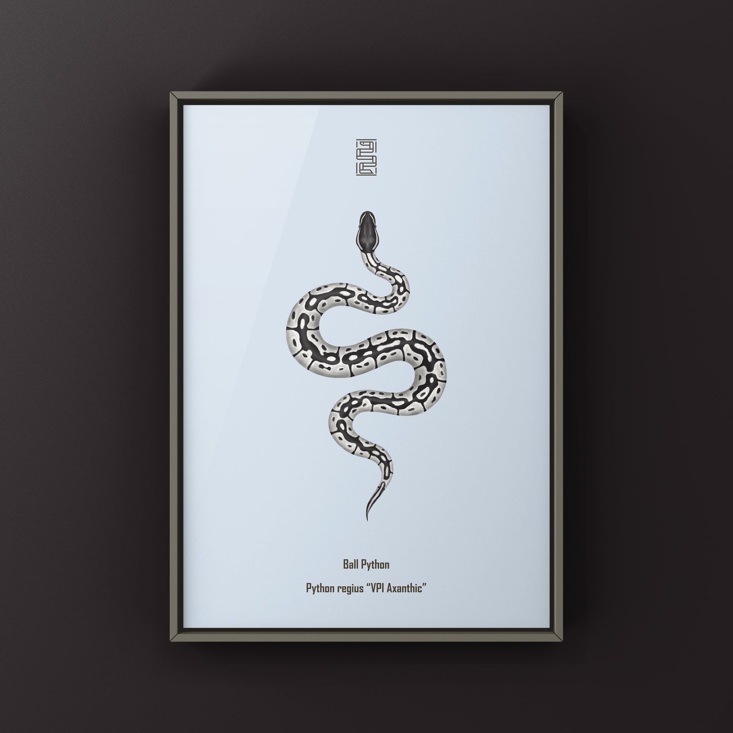 VPI Axanthic Ball Python Art Print from The Silk Ranch