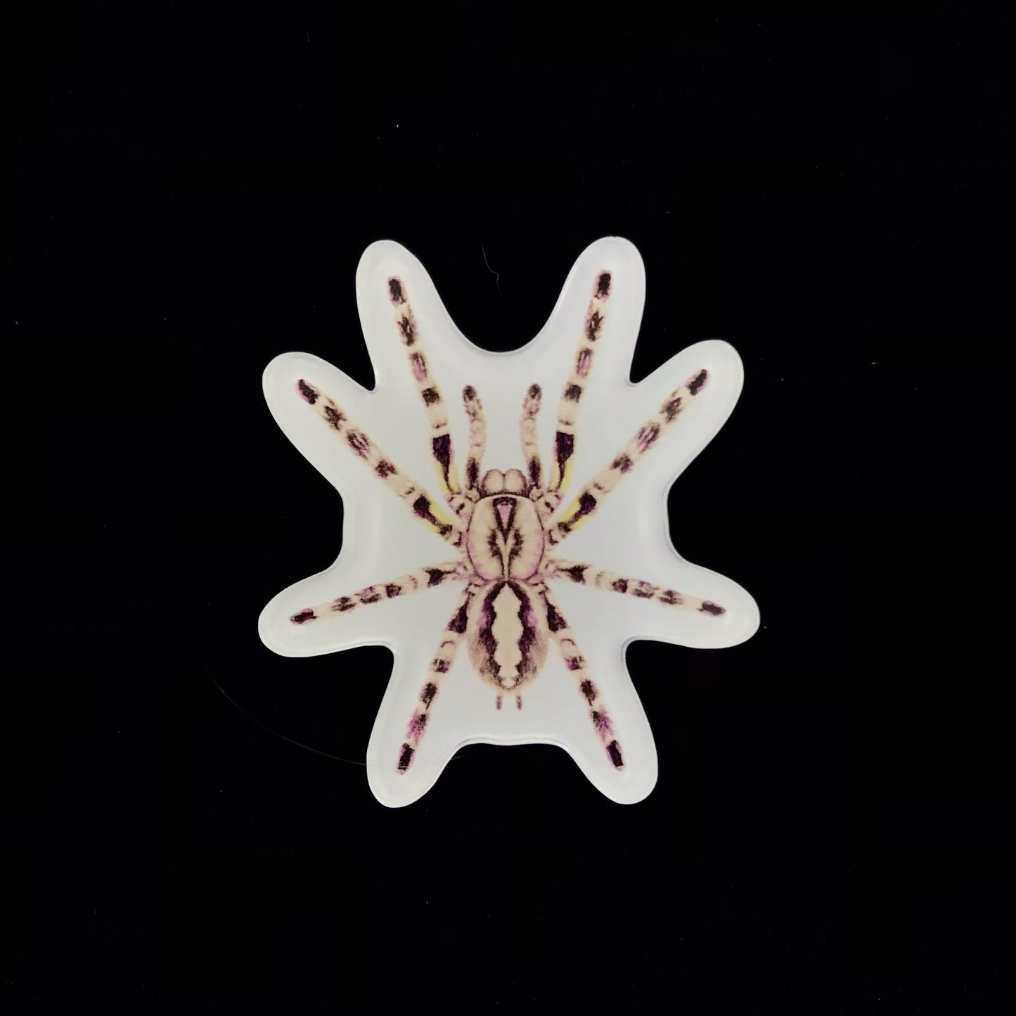 Indian Ornamental Tarantula Acrylic Magnet Enclosure Tag (Poecilotheria regalis) from The Silk Ranch / The Morph Archive