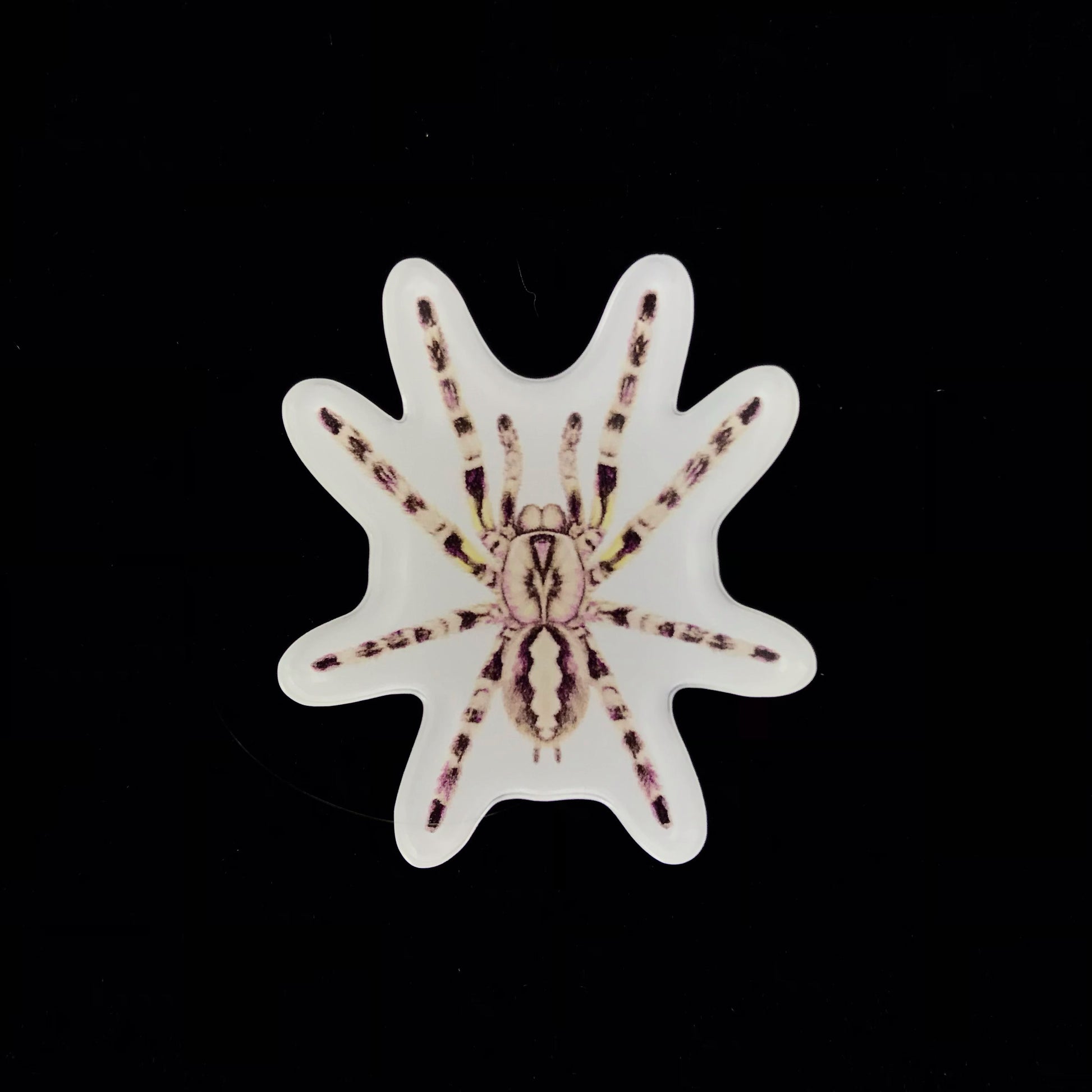 Indian Ornamental Tarantula Acrylic Magnet Enclosure Tag (Poecilotheria regalis) from The Silk Ranch / The Morph Archive