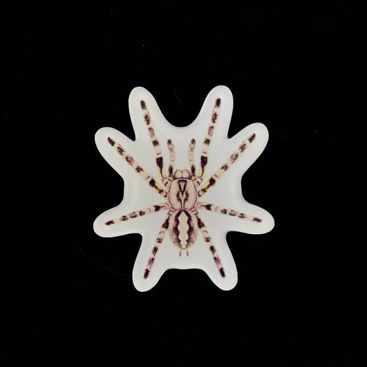 Indian Ornamental Tarantula Acrylic Magnet Enclosure Tag (Poecilotheria regalis) from The Silk Ranch / The Morph Archive