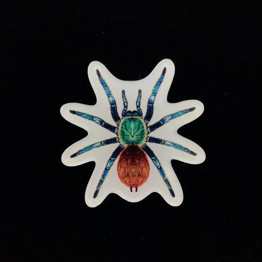 Green Bottle Blue Tarantula Acrylic Magnet Enclosure Tag (Chromatopelma cyaneopubescens) from The Silk Ranch / The Morph Archive