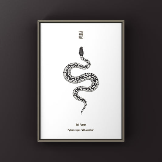 VPI Axanthic Ball Python Art Print from The Silk Ranch