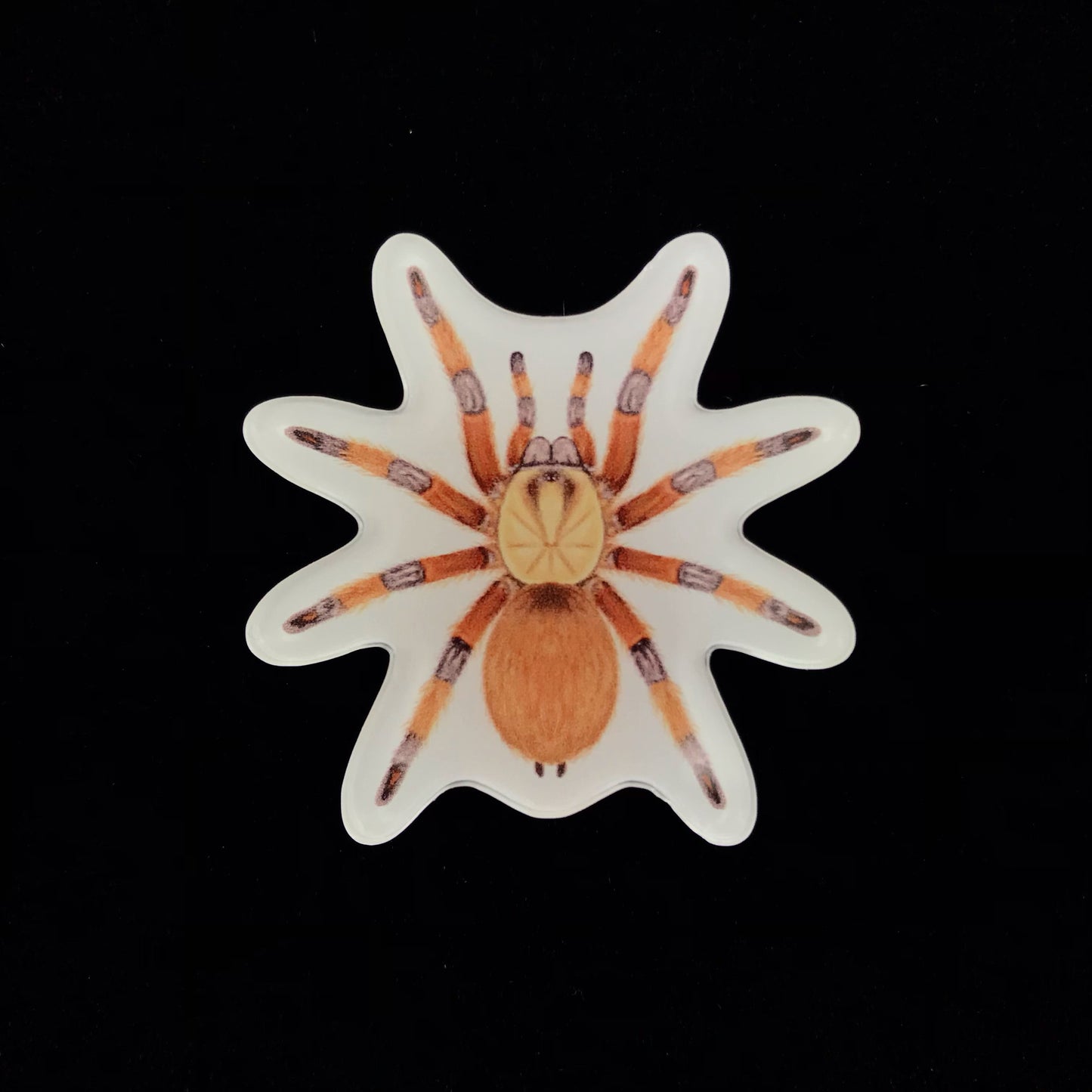 Rio Grande Gold Tarantula Acrylic Magnet Enclosure Tag (Aphonopelma moderatum) from The Silk Ranch / The Morph Archive