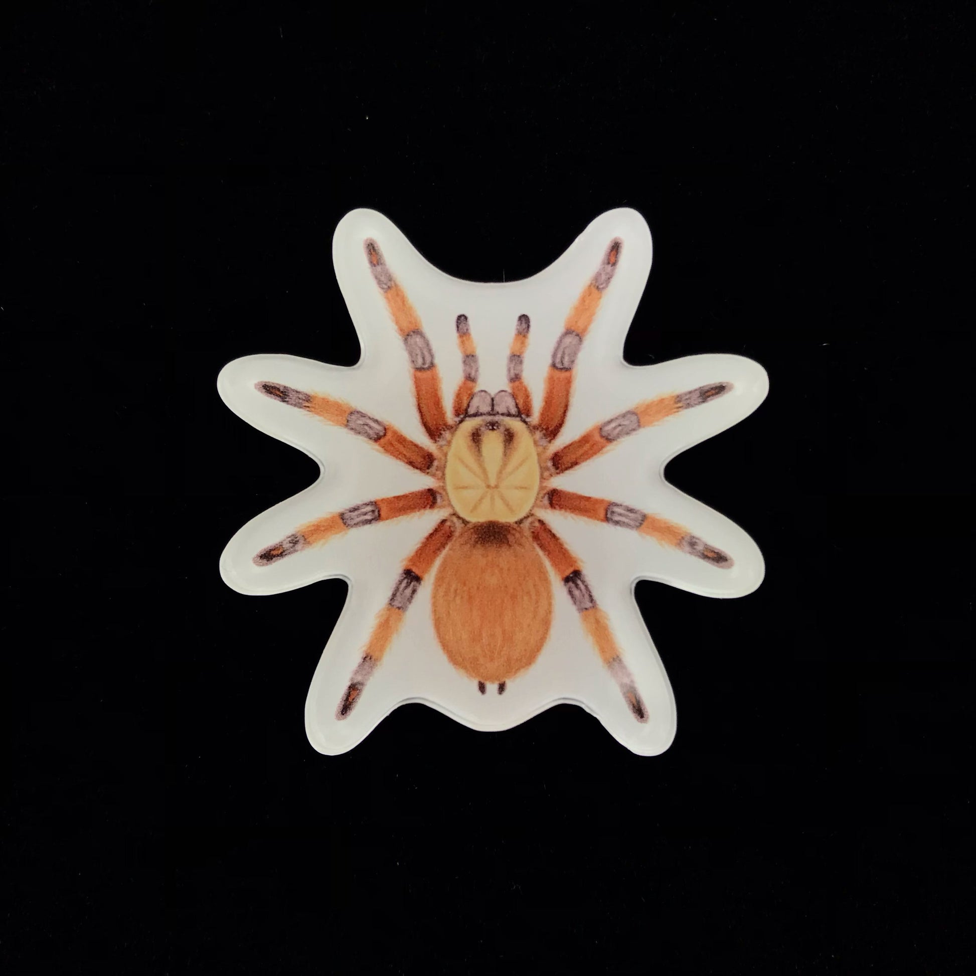 Rio Grande Gold Tarantula Acrylic Magnet Enclosure Tag (Aphonopelma moderatum) from The Silk Ranch / The Morph Archive