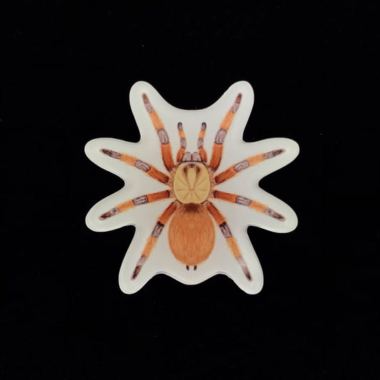 Rio Grande Gold Tarantula Acrylic Magnet Enclosure Tag (Aphonopelma moderatum) from The Silk Ranch / The Morph Archive