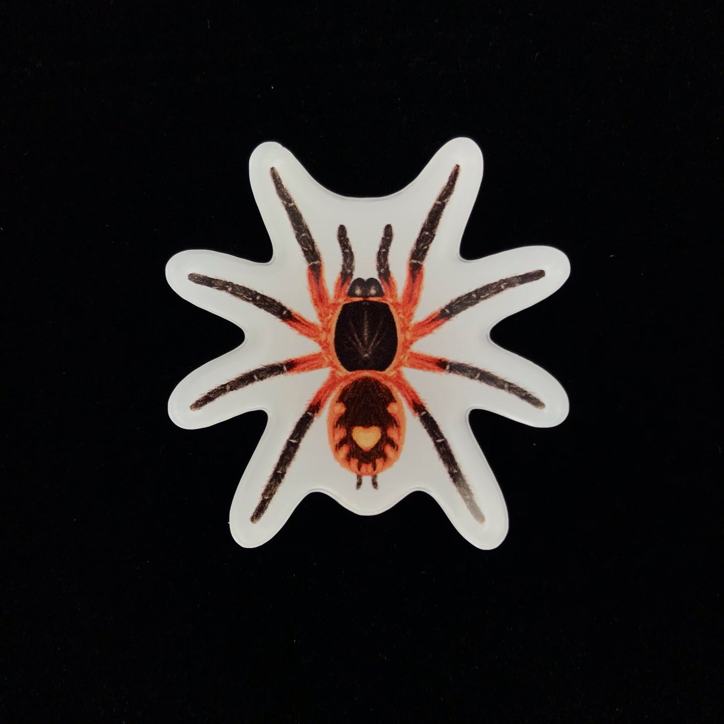 Lava Tarantula Acrylic Magnet Enclosure Tag (Davus sp. Panama) from The Silk Ranch / The Morph Archive