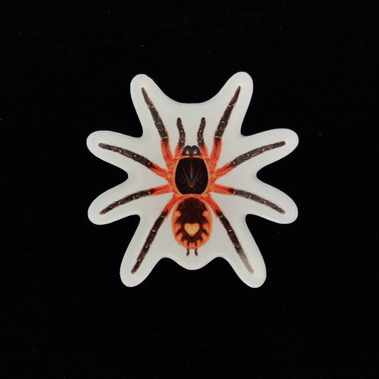 Lava Tarantula Acrylic Magnet Enclosure Tag (Davus sp. Panama) from The Silk Ranch / The Morph Archive