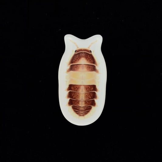 Cappuccino Isopod Acrylic Magnet Enclosure Tag (Cubaris sp. Cappuccino) from The Silk Ranch / The Morph Archive