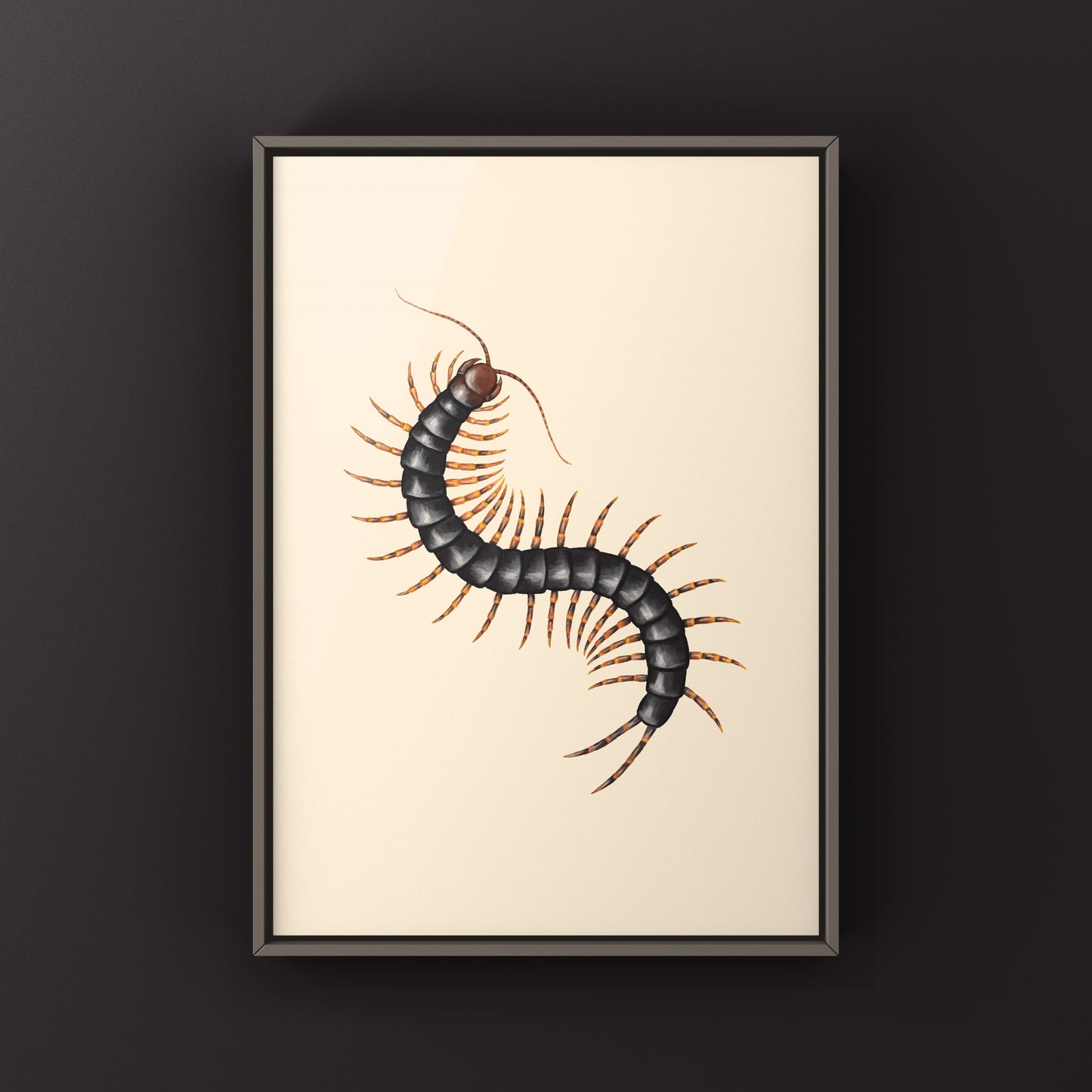 Chinese Tiger Centipede art print by The Silk Ranch showing detailed illustration of a Scolopendra hainanum on textured paper background.