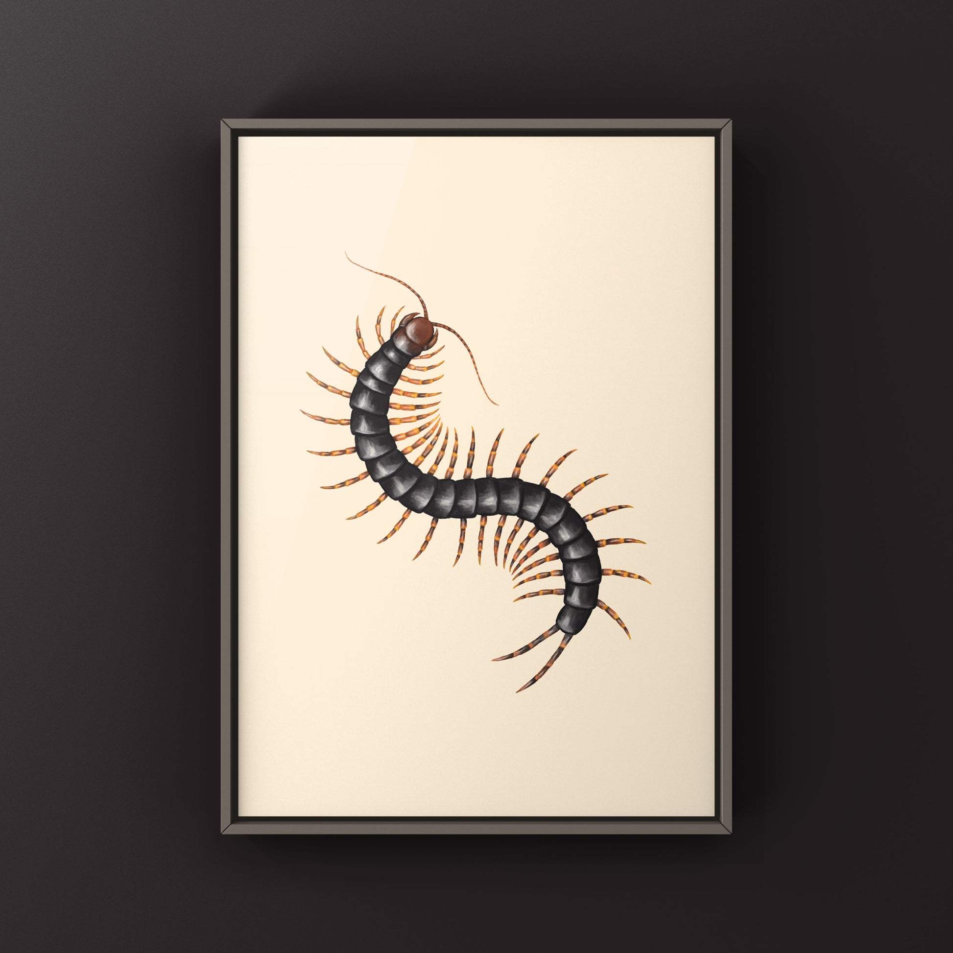 Chinese Tiger Centipede art print by The Silk Ranch showing detailed illustration of a Scolopendra hainanum on textured paper background.