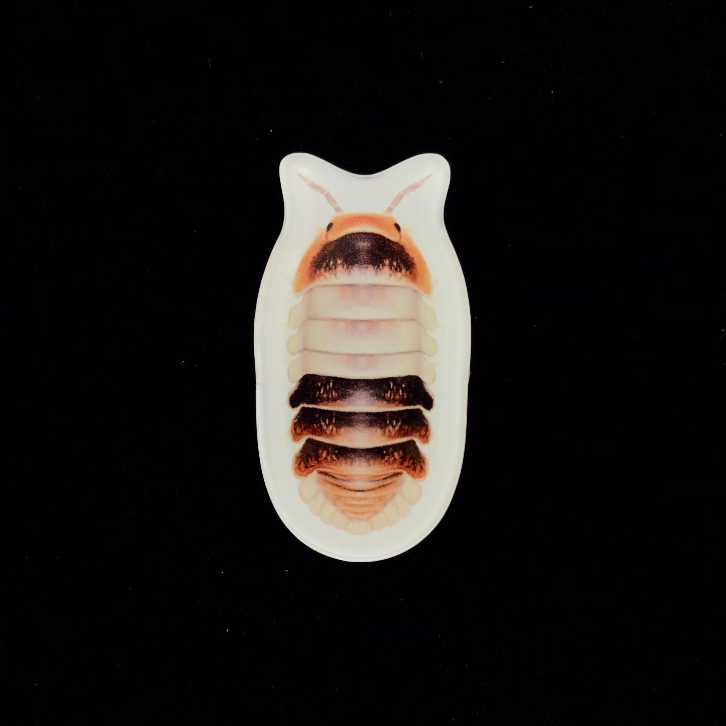 White Shark Isopod Acrylic Magnet Enclosure Tag (Cubaris sp. White Shark) from The Silk Ranch / The Morph Archive