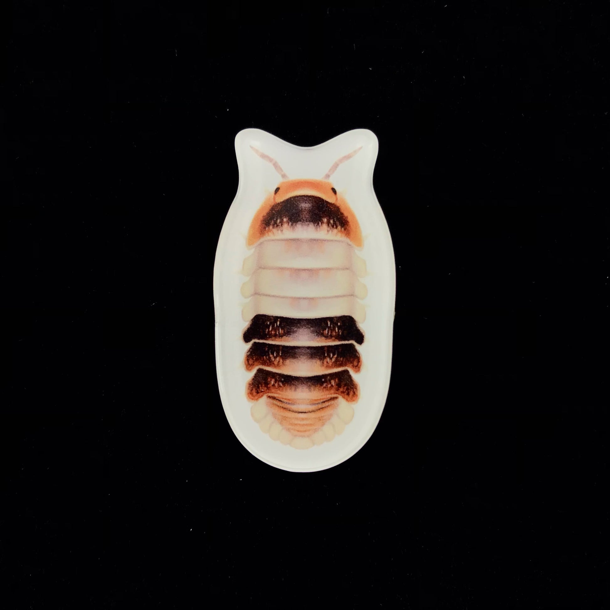 White Shark Isopod Acrylic Magnet Enclosure Tag (Cubaris sp. White Shark) from The Silk Ranch / The Morph Archive