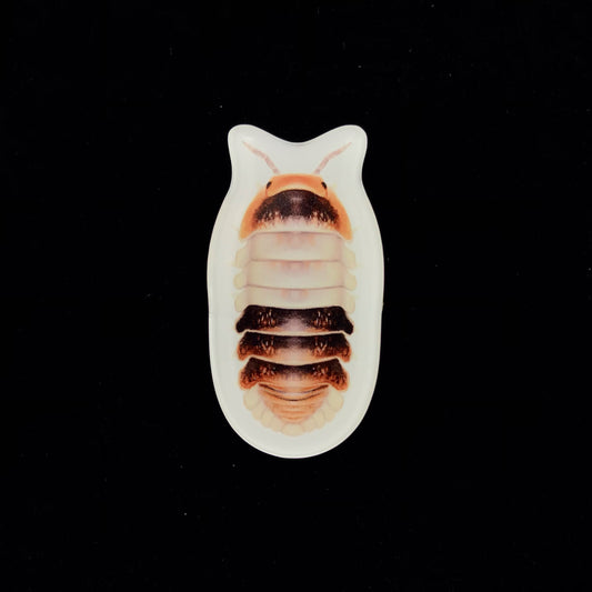 White Shark Isopod Acrylic Magnet Enclosure Tag (Cubaris sp. White Shark) from The Silk Ranch / The Morph Archive