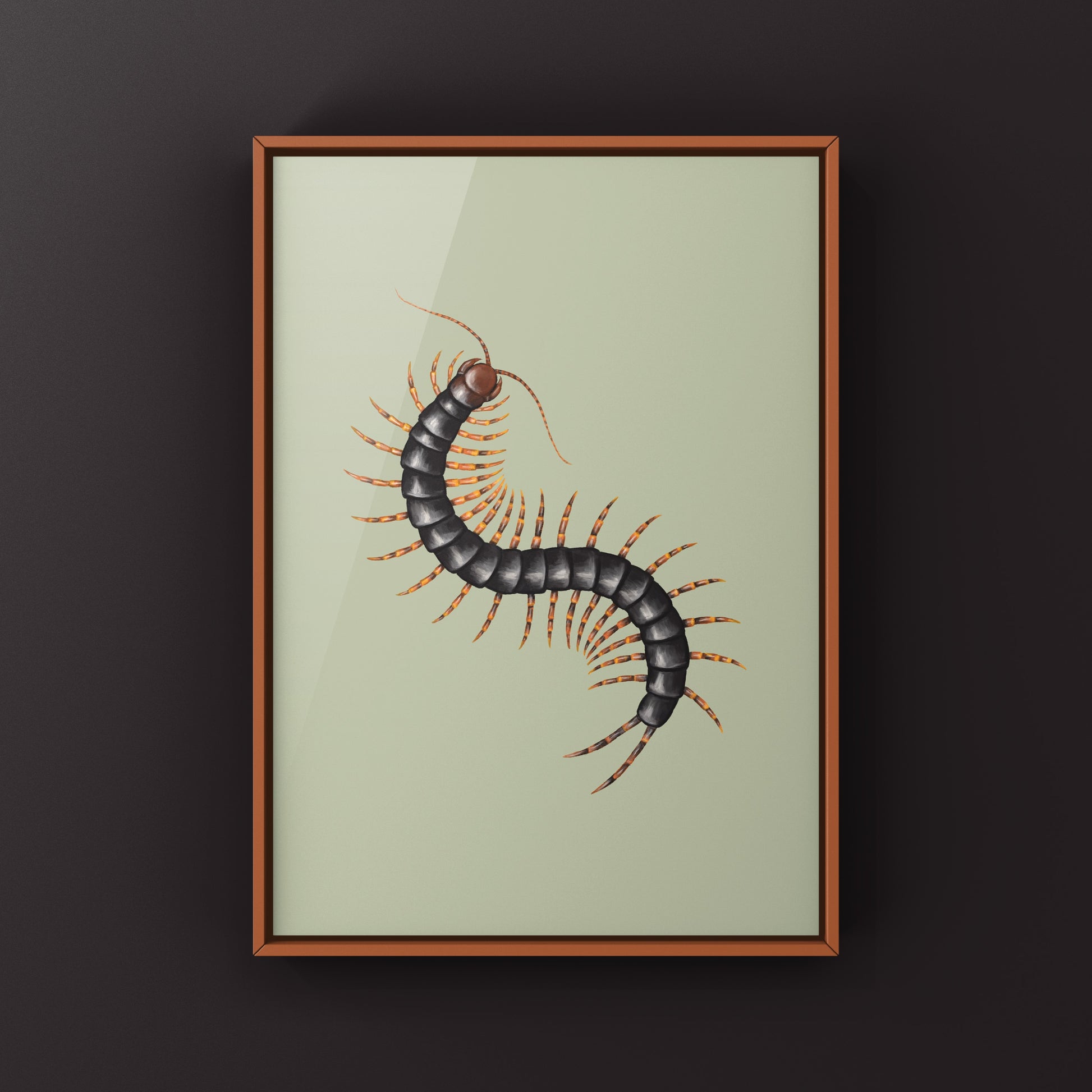 Chinese Tiger Centipede art print featuring detailed illustration of the Scolopendra hainanum on high-quality paper.