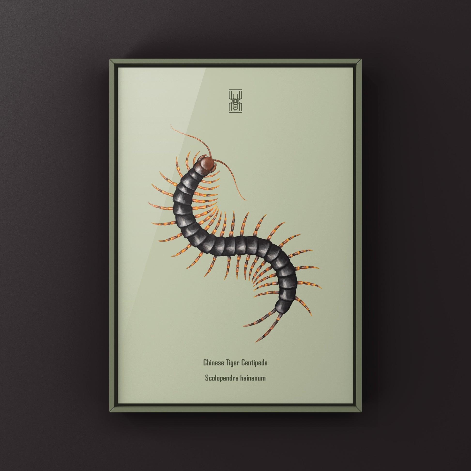 Chinese Tiger Centipede art print featuring detailed illustration of Scolopendra hainanum, showcasing vibrant colors and intricate design.