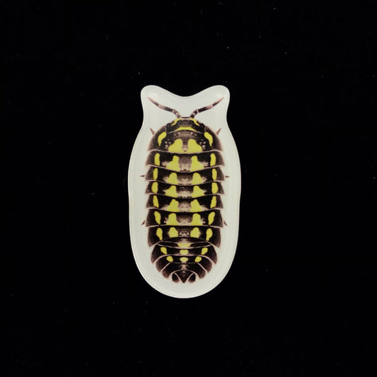 Gestroi Isopod Acrylic Magnet Enclosure Tag (Armadillidium gestroi) from The Silk Ranch / The Morph Archive