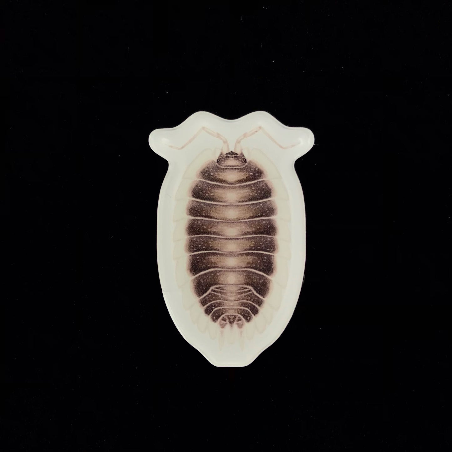 Greek Shield Isopod Acrylic Magnet Enclosure Tag (Porcellio werneri) from The Silk Ranch / The Morph Archive