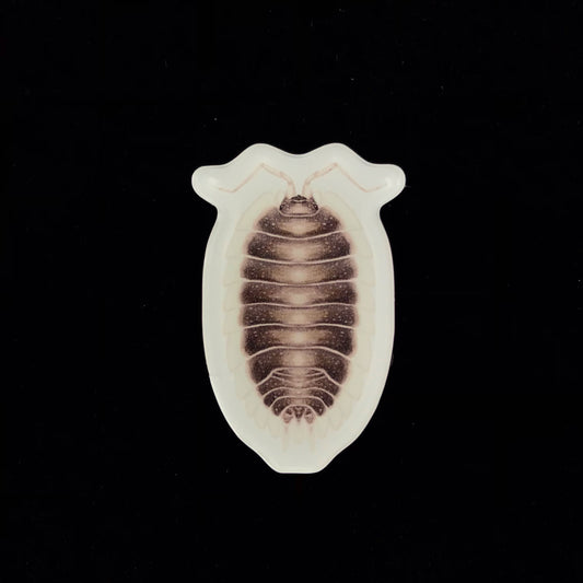 Greek Shield Isopod Acrylic Magnet Enclosure Tag (Porcellio werneri) from The Silk Ranch / The Morph Archive