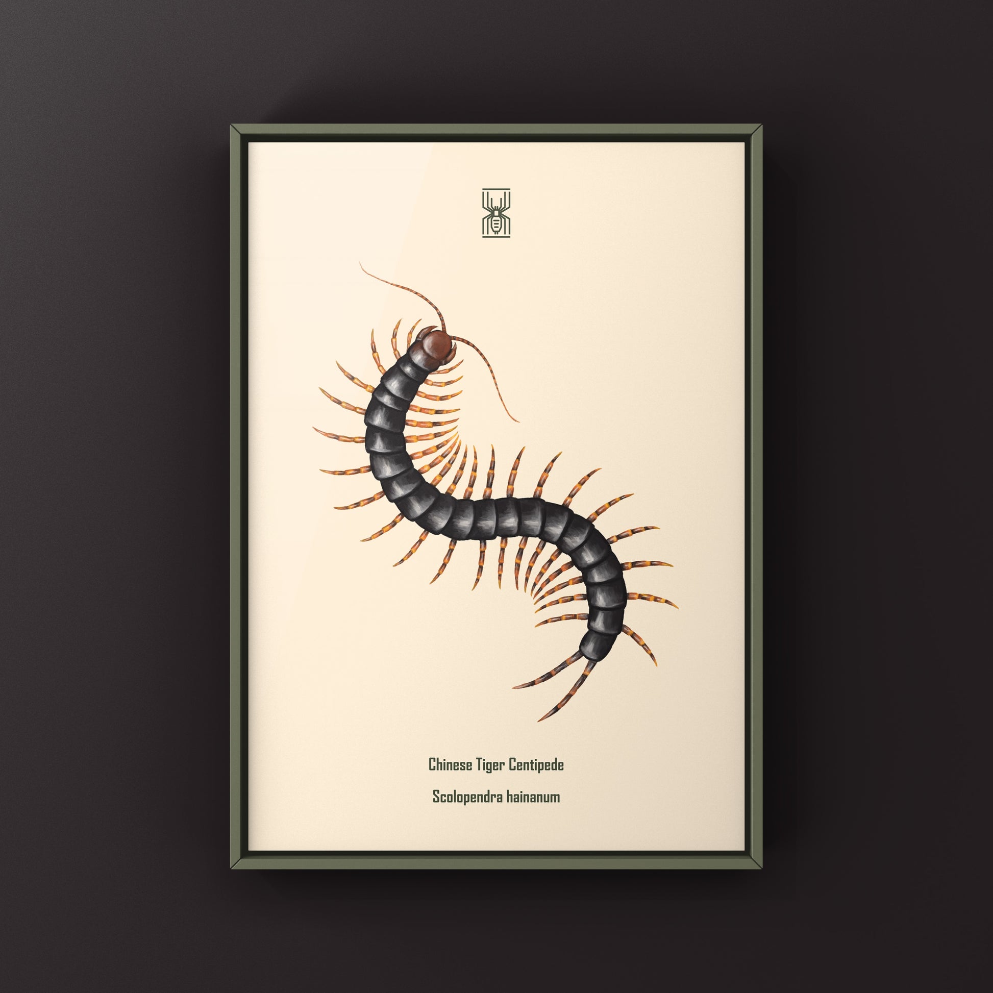 Chinese Tiger Centipede art print by The Silk Ranch, showcasing detailed illustration of Scolopendra hainanum on textured paper.