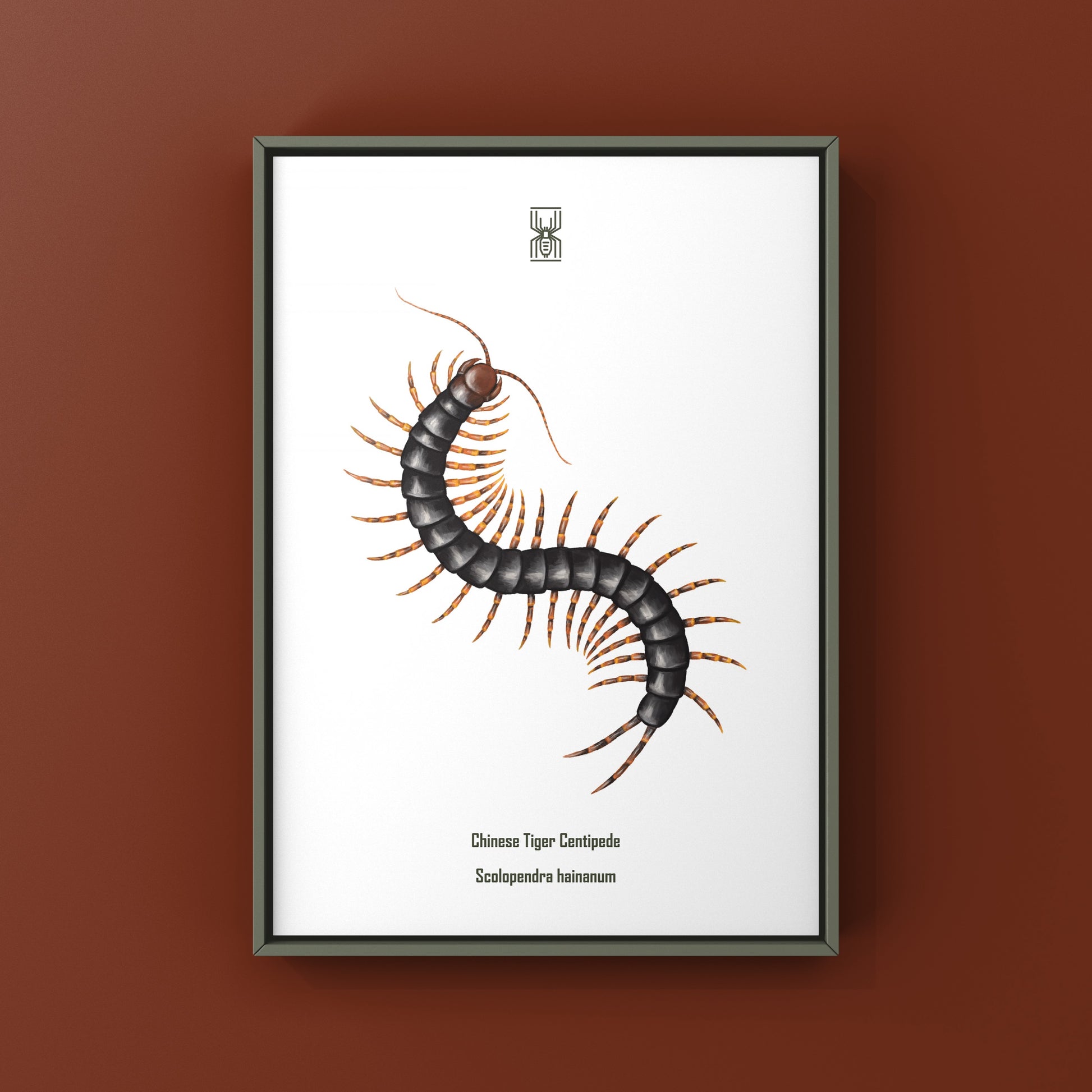 Chinese Tiger Centipede art print featuring detailed illustration of Scolopendra hainanum on textured paper.