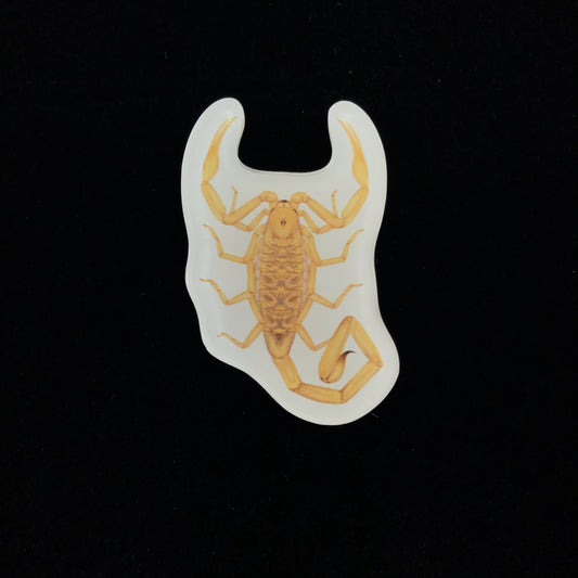 Arizona Bark Scorpion Acrylic Magnet Enclosure Tag (Centruroides sculpturatus) from The Silk Ranch / The Morph Archive